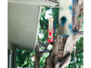 Bird Feeder Moraga Post Acute